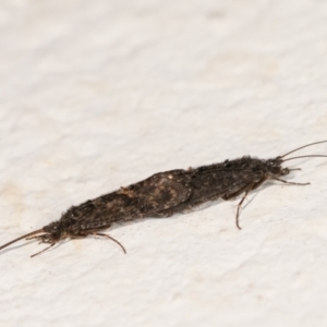 Agapetus sp. (genus) at Melba, ACT - 28 Dec 2020 12:55 AM