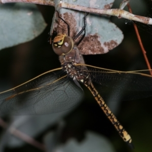 Anax papuensis at Melba, ACT - 28 Dec 2020