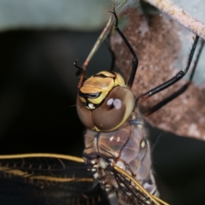 Anax papuensis at Melba, ACT - 28 Dec 2020