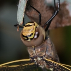 Anax papuensis at Melba, ACT - 28 Dec 2020