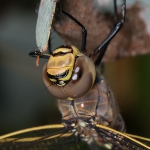 Anax papuensis at Melba, ACT - 28 Dec 2020