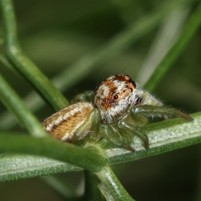 Opisthoncus sp. (genus) (Unidentified Opisthoncus jumping spider) at Melba, ACT - 28 Dec 2020 by kasiaaus