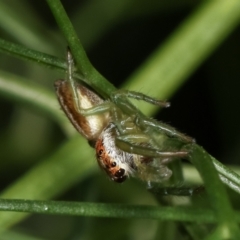 Opisthoncus sp. (genus) at Melba, ACT - 28 Dec 2020