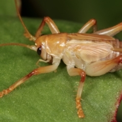 Gryllacrididae (family) (Wood, Raspy or Leaf Rolling Cricket) at Melba, ACT - 28 Dec 2020 by kasiaaus