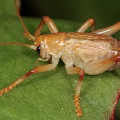 Gryllacrididae sp. (family) (Wood, Raspy or Leaf Rolling Cricket) at Melba, ACT - 28 Dec 2020 by kasiaaus