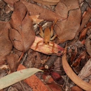 Gryllacrididae sp. (family) at Melba, ACT - 28 Dec 2020