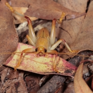 Gryllacrididae sp. (family) at Melba, ACT - 28 Dec 2020