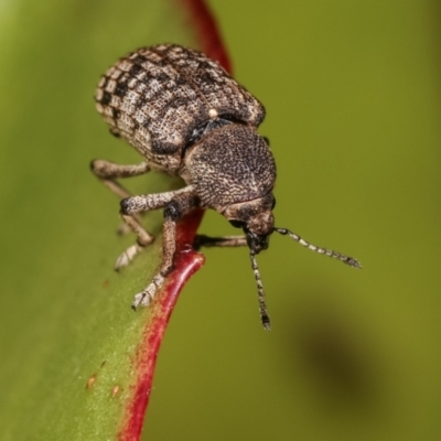 Rhinaria sp. (genus) (Unidentified Rhinaria weevil) at Melba, ACT - 28 Dec 2020 by kasiaaus