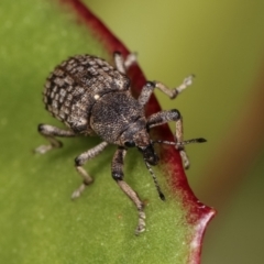 Rhinaria sp. (genus) at Melba, ACT - 28 Dec 2020