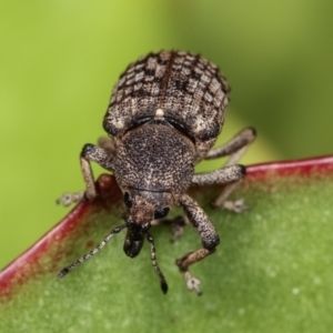 Rhinaria sp. (genus) at Melba, ACT - 28 Dec 2020