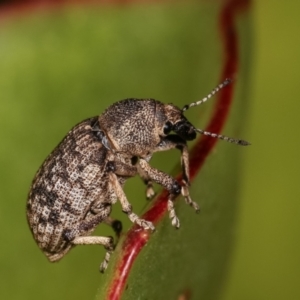 Rhinaria sp. (genus) at Melba, ACT - 28 Dec 2020