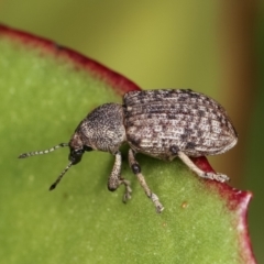 Rhinaria sp. (genus) at Melba, ACT - 28 Dec 2020