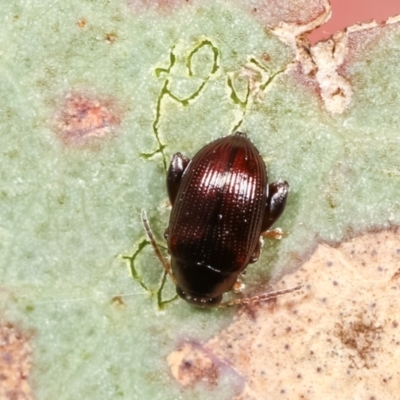 Alticini (tribe) (Unidentified flea beetle) at Flea Bog Flat, Bruce - 29 Dec 2020 by kasiaaus
