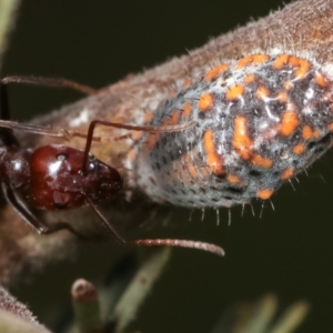 Monophlebulus sp. (genus) at Bruce, ACT - 29 Dec 2020