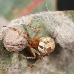 Cryptachaea veruculata (Diamondback comb-footed spider) at Flea Bog Flat, Bruce - 29 Dec 2020 by kasiaaus