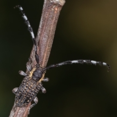 Ancita marginicollis (A longhorn beetle) at Flea Bog Flat, Bruce - 29 Dec 2020 by kasiaaus