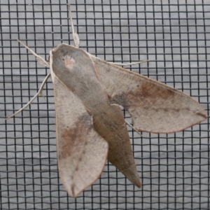 Hippotion scrofa at Charleys Forest, NSW - 31 Dec 2020