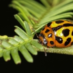 Peltoschema oceanica (Oceanica leaf beetle) at Flea Bog Flat, Bruce - 29 Dec 2020 by kasiaaus