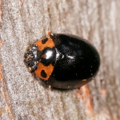 Peltoschema oceanica (Oceanica leaf beetle) at Flea Bog Flat, Bruce - 29 Dec 2020 by kasiaaus