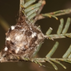 Dolophones sp. (genus) (Wrap-around spider) at Flea Bog Flat, Bruce - 29 Dec 2020 by kasiaaus