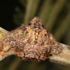 Dolophones sp. (genus) (Wrap-around spider) at Flea Bog Flat, Bruce - 29 Dec 2020 by kasiaaus