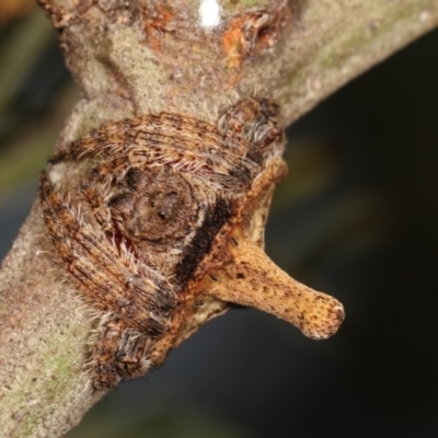 Dolophones turrigera (Turret spider) at Bruce Ridge to Gossan Hill - 29 Dec 2020 by kasiaaus