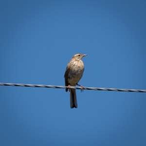 Anthus australis at Burra, NSW - 10 Jan 2021