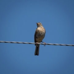 Anthus australis at Burra, NSW - 10 Jan 2021 10:28 AM