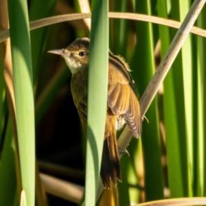 Acrocephalus australis at Burra, NSW - 10 Jan 2021