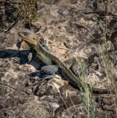 Intellagama lesueurii howittii (Gippsland Water Dragon) at Burra, NSW - 10 Jan 2021 by trevsci