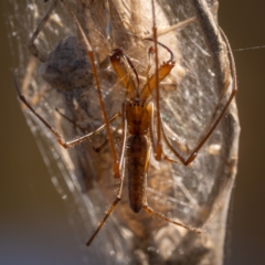 Tetragnatha sp. (genus) (Long-jawed spider) at Googong Foreshore - 9 Jan 2021 by trevsci