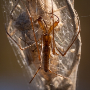 Tetragnatha sp. (genus) at Burra, NSW - 10 Jan 2021