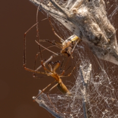 Tetragnatha sp. (genus) at Burra, NSW - 10 Jan 2021