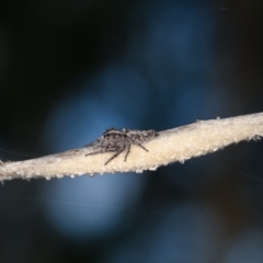 Clynotis severus (Stern Jumping Spider) at Bruce Ridge to Gossan Hill - 29 Dec 2020 by kasiaaus