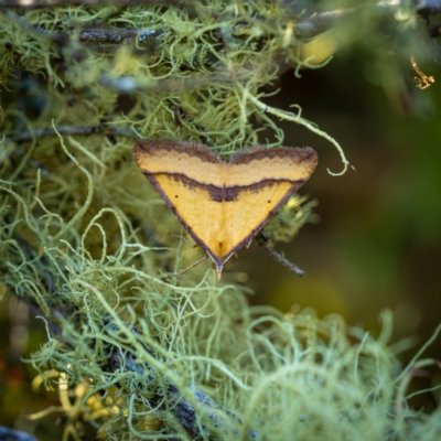 Anachloris subochraria (Golden Grass Carpet) at Burra, NSW - 9 Jan 2021 by trevsci