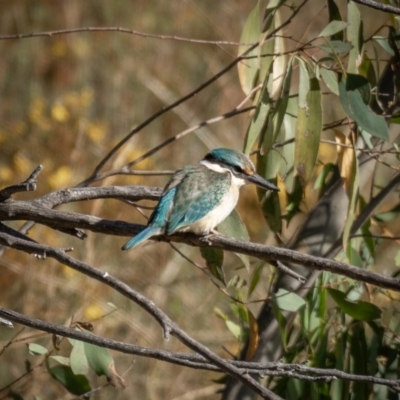 Todiramphus sanctus (Sacred Kingfisher) at Burra, NSW - 10 Jan 2021 by trevsci