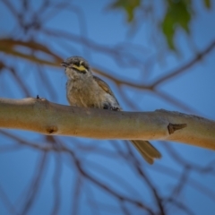 Caligavis chrysops (Yellow-faced Honeyeater) at Googong Foreshore - 9 Jan 2021 by trevsci