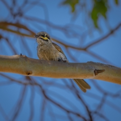 Caligavis chrysops (Yellow-faced Honeyeater) at Googong Foreshore - 9 Jan 2021 by trevsci