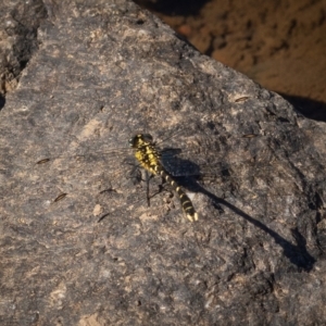 Hemigomphus heteroclytus at Burra, NSW - 10 Jan 2021 09:59 AM