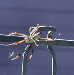 Nephila sp. (genus) (Golden Orb Weaver) at Rivett, ACT - 10 Jan 2021 by WarrenRowland