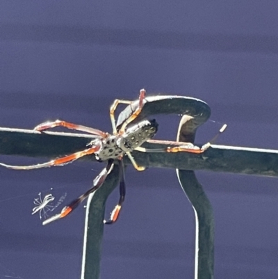 Nephila sp. (genus) (Golden Orb Weaver) at Rivett, ACT - 11 Jan 2021 by WarrenRowland