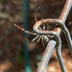 Nephila (genus) at Rivett, ACT - 11 Jan 2021 09:50 AM