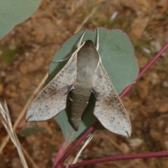 Hippotion scrofa (Coprosma Hawk Moth) at Tuggeranong Hill - 31 Dec 2020 by owenh