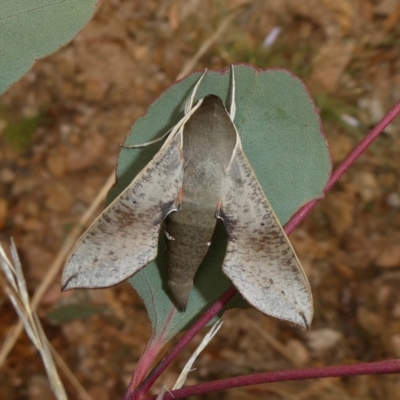 Hippotion scrofa (Coprosma Hawk Moth) at Theodore, ACT - 30 Dec 2020 by Owen
