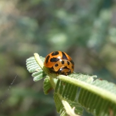 Peltoschema oceanica (Oceanica leaf beetle) at Tuggeranong Hill - 9 Jan 2021 by owenh