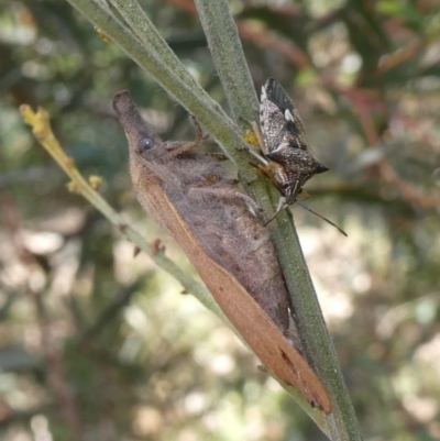 Pararguda nasuta (Wattle Snout Moth) at Theodore, ACT - 9 Jan 2021 by Owen