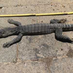 Varanus rosenbergi at Campbell, ACT - 11 Jan 2021