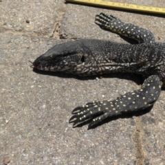 Varanus rosenbergi at Campbell, ACT - 11 Jan 2021