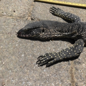 Varanus rosenbergi at Campbell, ACT - 11 Jan 2021