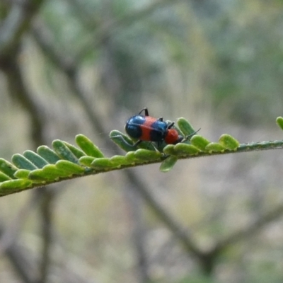 Dicranolaius bellulus (Red and Blue Pollen Beetle) at Tuggeranong Hill - 9 Jan 2021 by owenh